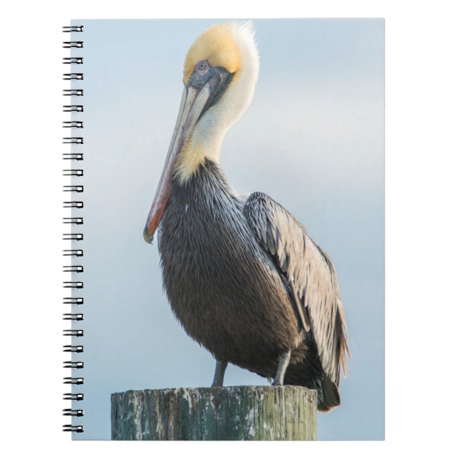 Pelican perched on pylon notebook (Front)