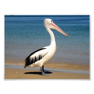 Pelican Photo Print