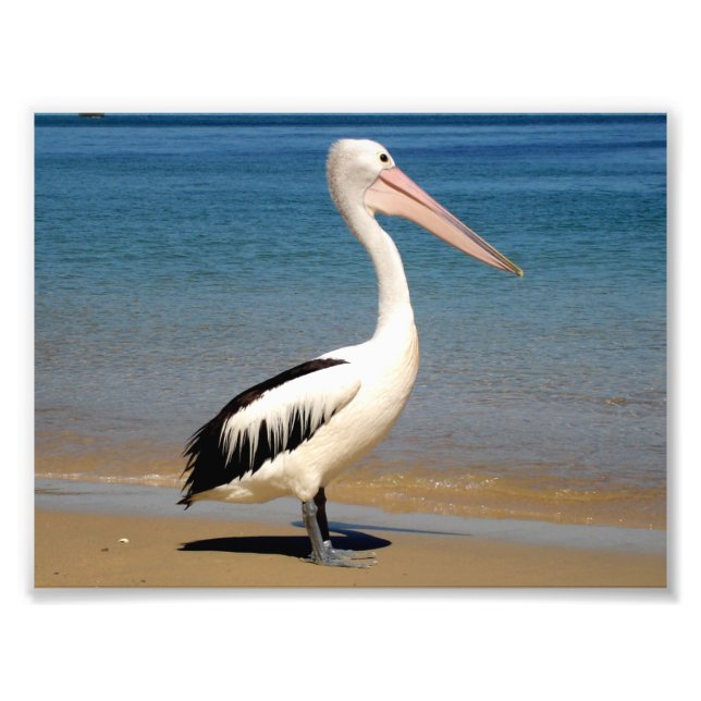 Pelican Photo Print (Front)