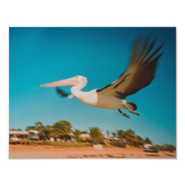 Pelican Photo Print (Front)