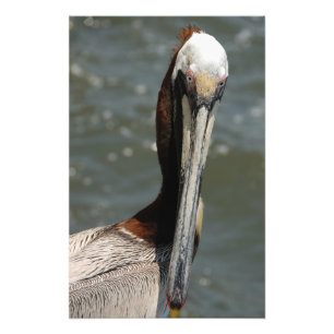 Pelican portrait photo print
