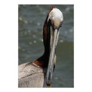Pelican portrait poster