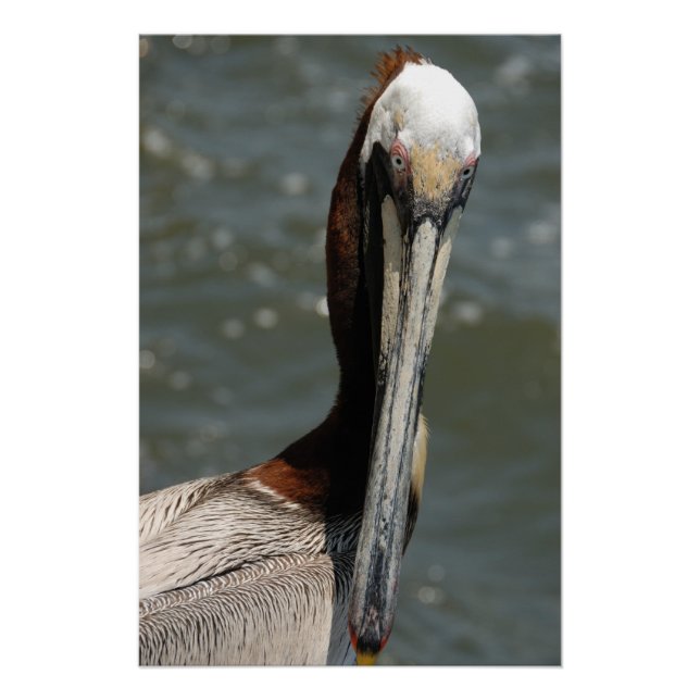 Pelican portrait poster (Front)
