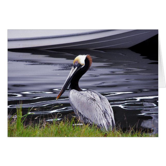 Pelican Poser (Front Horizontal)