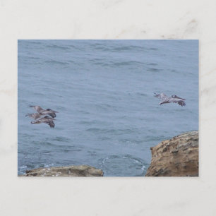Pelican Postcard