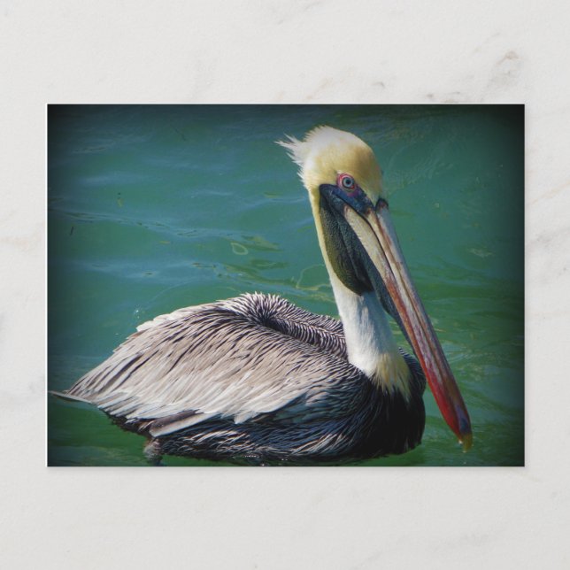 Pelican Postcard (Front)