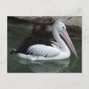 Pelican Postcard