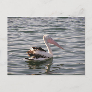 pelican postcard