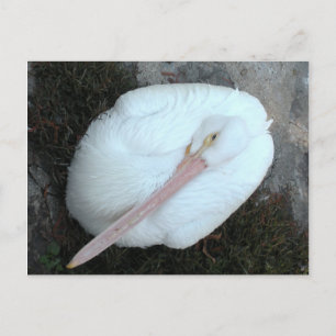 Pelican Postcard