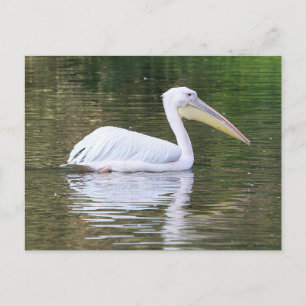 Pelican Postcard