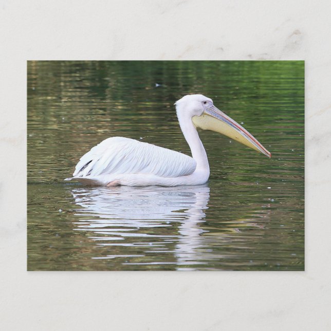 Pelican Postcard (Front)