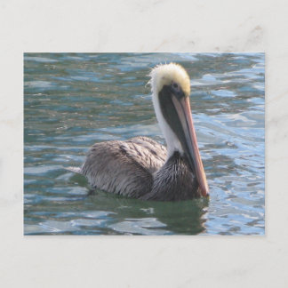 Pelican Postcard