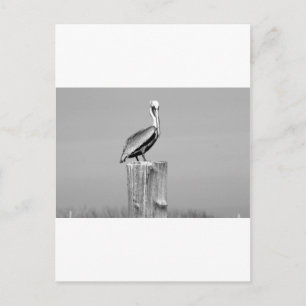 pelican postcard