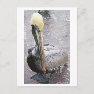 Pelican Postcard