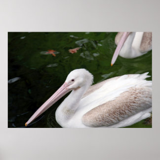 Pelican Poster