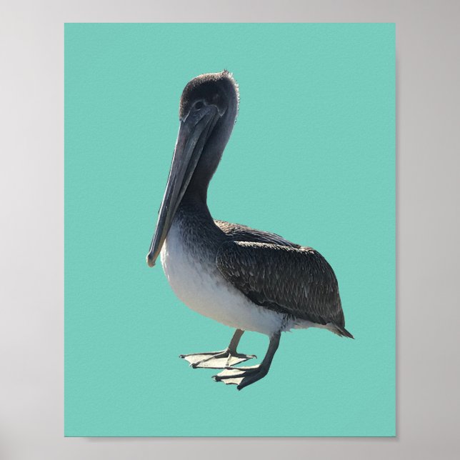 Pelican Poster (Front)