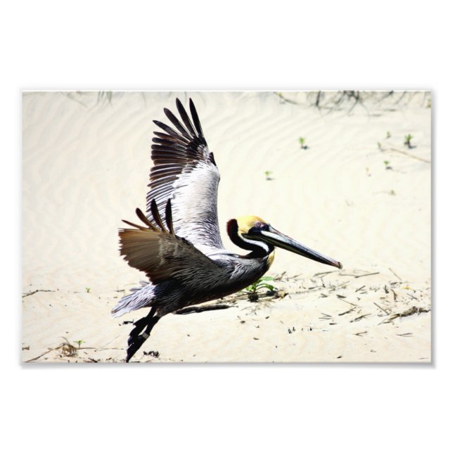 Pelican Print, Wall Art, Gifts, Beach Birds Photo Print (Front)