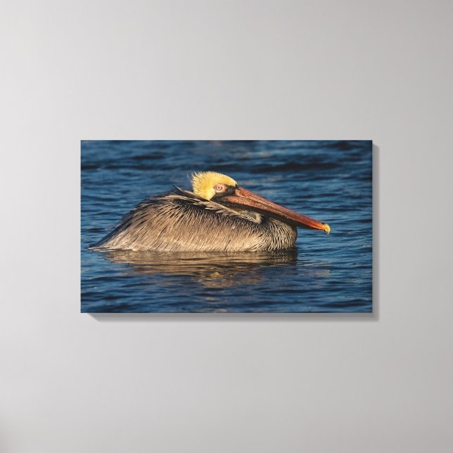 Pelican Resting in Water Canvas Print (Front)