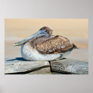 Pelican resting on fishing pier poster