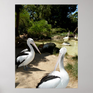 Pelican Sanctuary, Poster