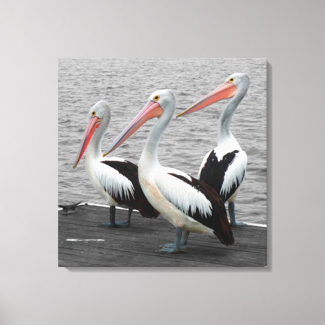 Pelican Sea Bird Minimalist Colour Pop Photography Canvas Print (Front)