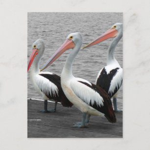 Pelican Sea Bird Minimalist Colour Pop Photography Postcard