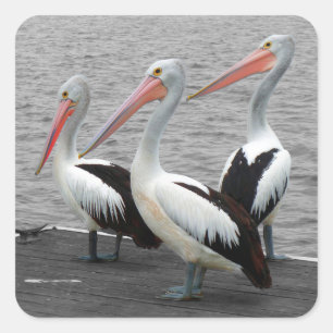 Pelican Sea Bird Minimalist Colour Pop Photography Square Sticker