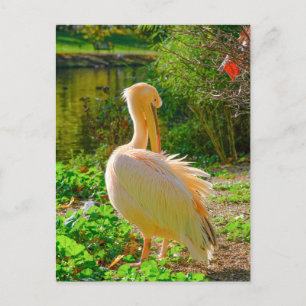 Pelican, St Jame's Park, London UK Postcard