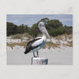 Pelican Standing on Post on Sandy Beach Postcard