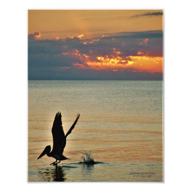 Pelican take off at sunset Gulf Coast Florida Photo Print (Front)