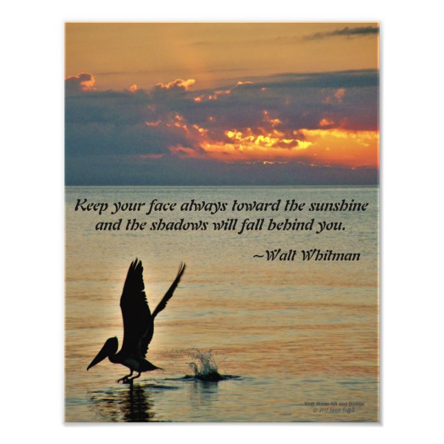 Pelican take off at sunset Gulf Coast Florida Photo Print (Front)