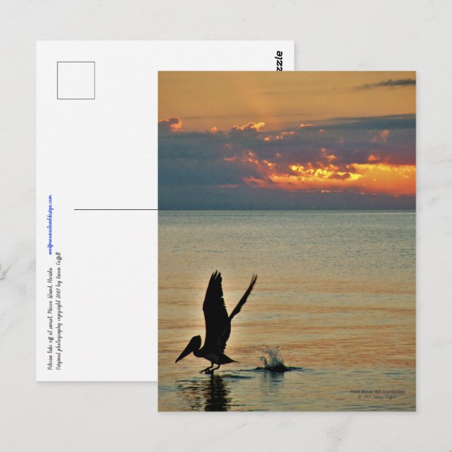 Pelican take off at sunset Gulf Coast Florida Postcard (Front/Back)