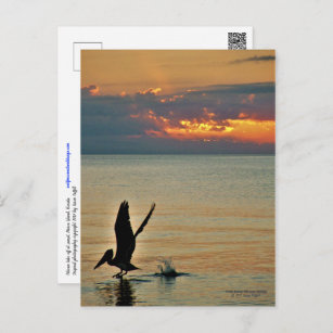 Pelican take off at sunset Gulf Coast Florida Postcard