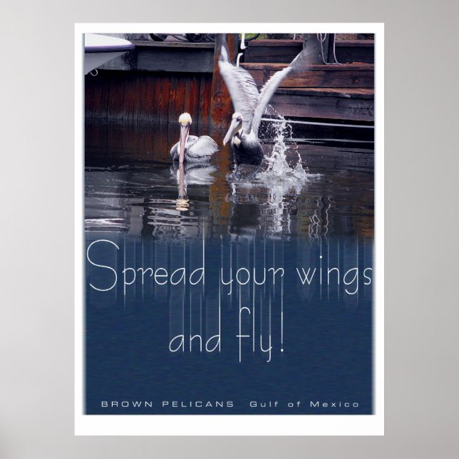 Pelican Takeoff Poster (Front)