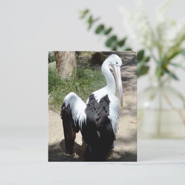 Pelican Time To Preen,  Paper Sheet (Standing Front)