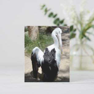Pelican Time To Preen, Paper Sheet