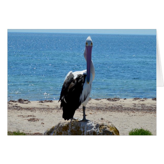 Pelican With The Look, (Front Horizontal)
