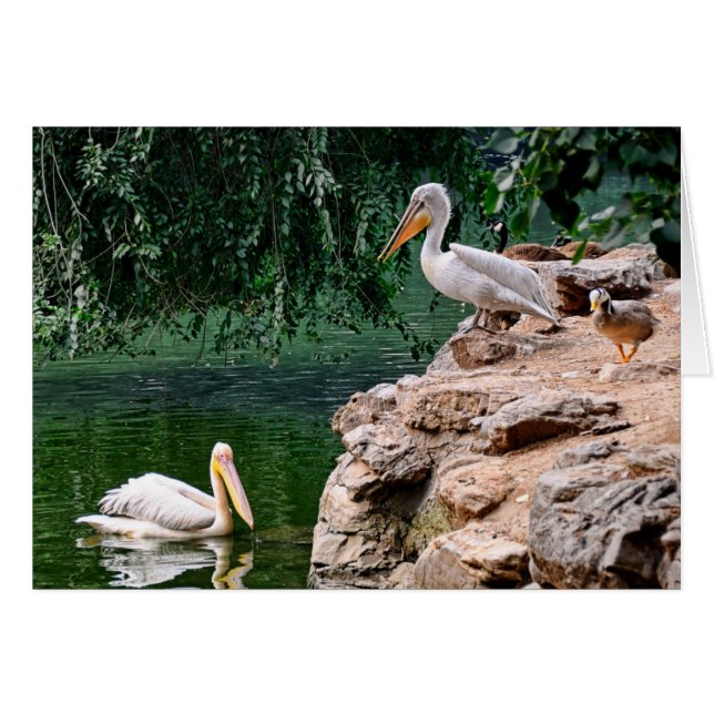 Pelicans (Front Horizontal)