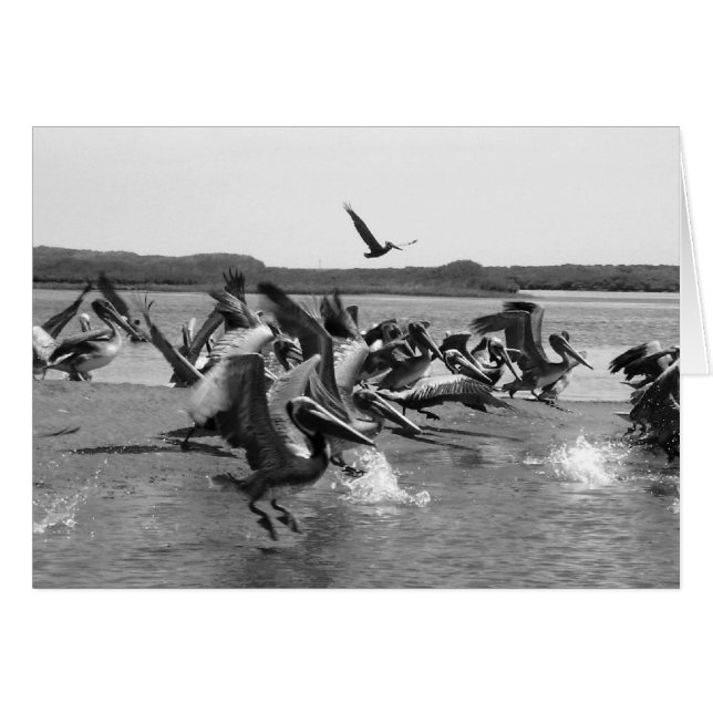 Pelicans (Front Horizontal)