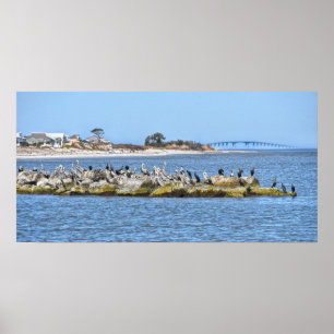 Pelicans and Cormorants and Dauphin Island Bridge Poster