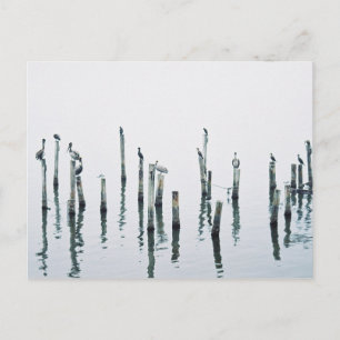 Pelicans and sea birds with reflection postcard