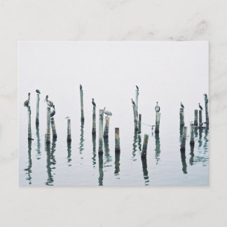 Pelicans and sea birds with reflection postcard