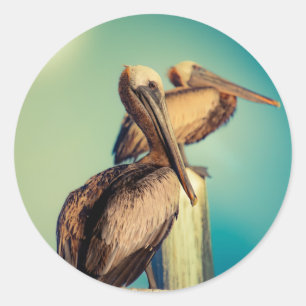 Pelicans at Dawn Classic Round Sticker
