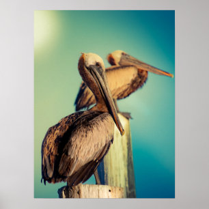 Pelicans at Dawn Poster