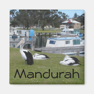 Pelicans at Mandurah Magnet