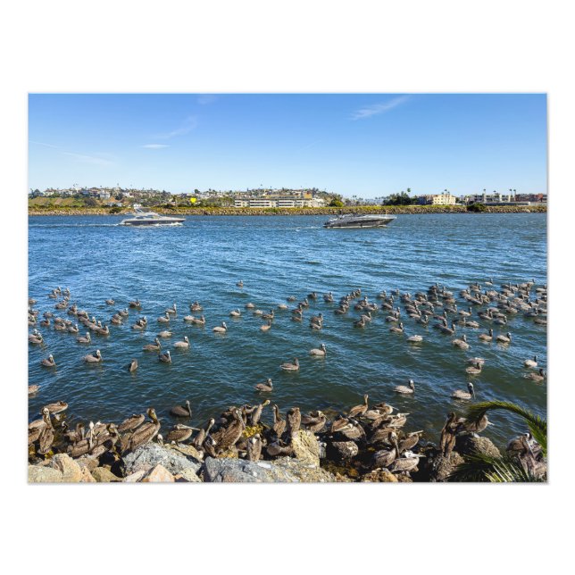 Pelicans Basking - Marina Del Rey, CA Photo Print (Front)