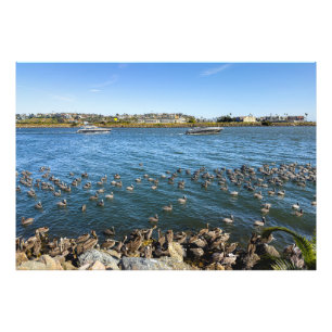 Pelicans Basking - Marina Del Rey, CA Photo Print