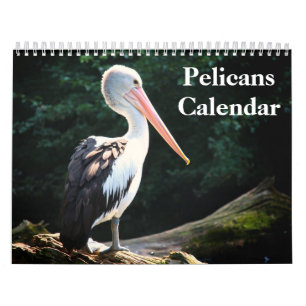 Pelicans Bird 2025 Calendar