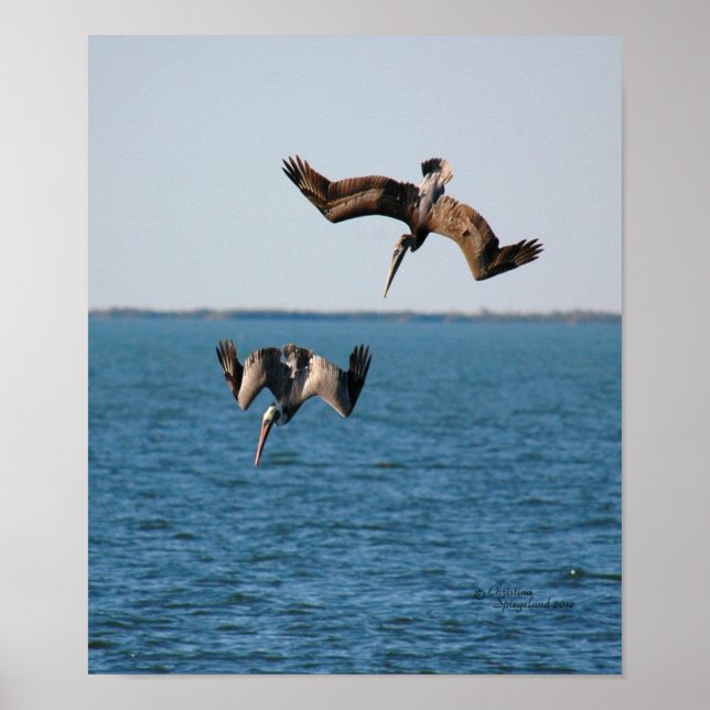 Pelicans diving Poster (Front)