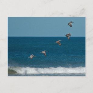 Pelicans flying in formation, Costa Rica Postcard